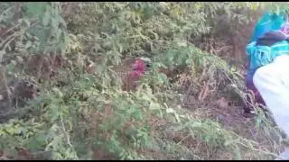 21 Jan DP Sagwara Murder 01