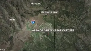 Grizzly bear trapped, relocated within Idaho national forest