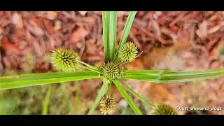 Globe Flatsedge | Cyperus Echinatus