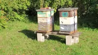 2024/10/9 Honey Bee Hives  Super Pull