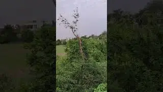 Kishore Kumar song