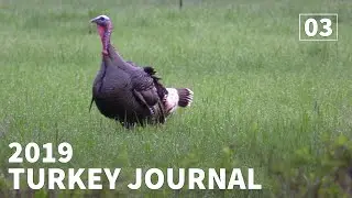 Washington Turkey Hunt PUBLIC LAND GOBBLER - 2019 Turkey Journal |  Ep. #3 | Washington |