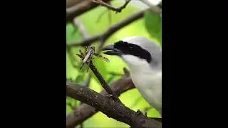 Bird food