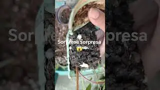 #plants encontr&eacute; esto en mi vinca