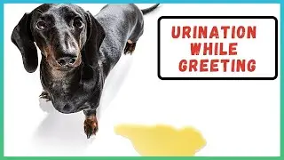 Submissive Peeing | Dog Pees when Excited Dog Behavior Chat