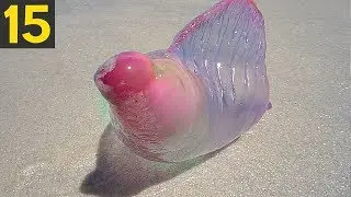 Top 15 STRANGEST things Found on the Beach