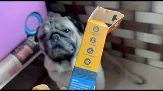 Abhi is sleeping till now happy #pug #dog #video