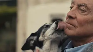 Pet insurance for older dogs and cats