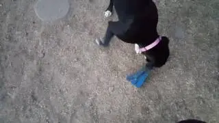 Betsy squeaky toy.