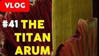 Vlog | The Titan Arum | Edinburgh Royal Botanical Gardens | #41