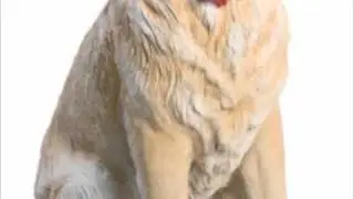 20th Century Glass Dog Figurines Video