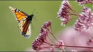 Butterflies
