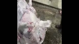 Incredible Fastest Cow Cutting Skill Show