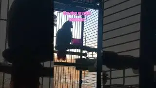 An adopted parrot, can you untrain this language? #africangrey #talkingparrot