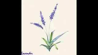Lavender - Aden Mayo