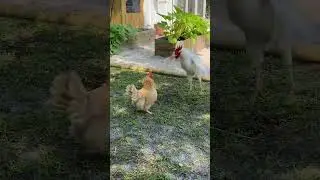 Dancing rooster! #rooster #hens #backyardchickens #chickencoops #roostercrowing #whiteleghorn