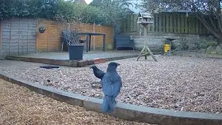 Carrion crows are just fascinating birds (Corvus Corone)