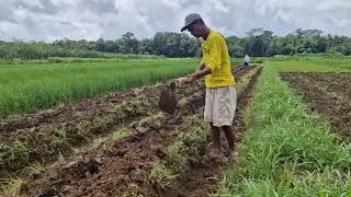 CREATIVE LAND MAKING: TURNING LAND INTO A FARMING PLACE WITH SIMPLE TOOLS! - Agriculture Farming
