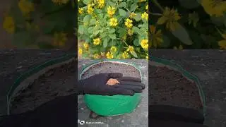 How to grow kasuri methi at home#how to grow fenugreek at home#kasuri methi