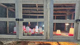 The brooder set up for day old chicks 