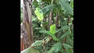 Amazing Fishing with Modern Technology & High-Capacity Water Pumps | Green Forest Farm