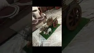 bull cart tepoy #paluru#shankar #bulls #viral