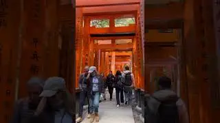 #fypシ゚viral #japan FUSHIMI INARI #travel #asmr #tori #kyoto
