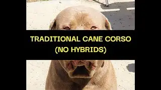 TRADITIONAL CANE CORSO (No hybrids)