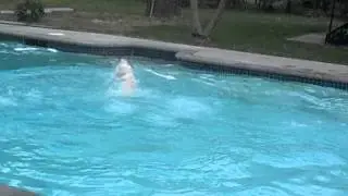 Ace....The Wonder Dog....
