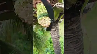 Basic cutting style for Coconut flower🌴#coconutflower #coconutwine #winemaking #wine