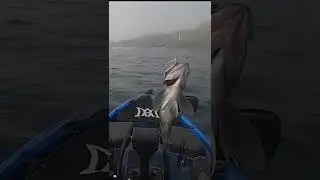 Blue RockFish - You're Missing Out. Catch Clean Cook #shorts #rockfish #kayakfishing #ocean