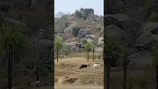 Tapovan hill  #tapovanhill #travel #shortvideo