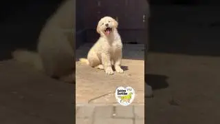 Golden Retriever filhotes 💛 Canil Golden Curitiba www.canilgoldencuritiba.com #goldenretriever