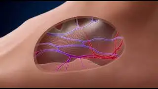 How your feet look in inside 🐾🐾#viral #video #information#human body