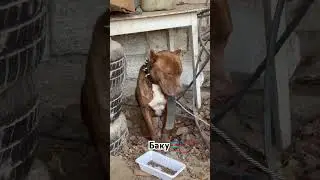 Выкинули бойцовскую собаку #собака #music #животные