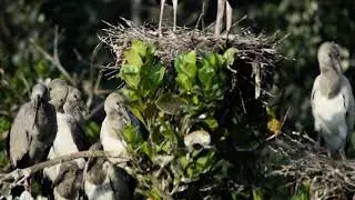 Asian Openbill Stork 