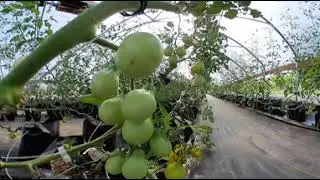 Hmong Modern grow { delicious tomato} _ 360 degree video.