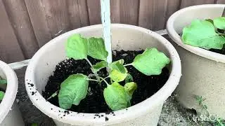 Home Garden -2025 -Woodbridge-Ontario 