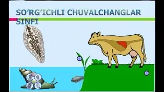 SO'RG'ICHLI CHUVALCHANGLAR SINFI | СЎРҒИЧЛИ ЧУВAЛЧAНГЛAР СИНФИ.