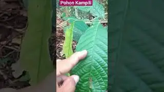 BENTUK DAUN POHON KAMPILI Lithocarpus grachilis