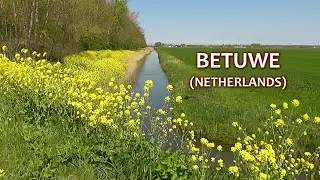 NETHERLANDS colorful Betuwe (20 April 2025)