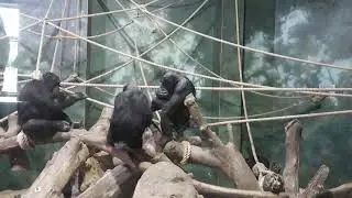 Nickel, Mabel, Katie and Jasper on the Climbing frame inside together at the Welsh Mountain Zoo