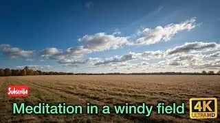 Meditation in a windy field