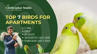 Top 7 budget-friendly Birds for Apartments in India   
