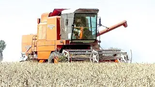 🇵🇱Polskie Żniwa BIZONEM✔Młucenie Pszenicy 2024✔BIZON 5056 SUPER