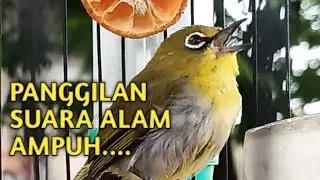 🔴 LIVE Panggilan Pleci Buxtomi Asli Hutan | Audio Natural