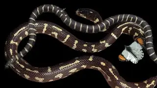 Snakes, Mountain Lions, and Orange Tips