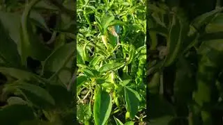 Learn Hmong and Kawm Ntawv Hmoob (Kua Txob or Kua Txob Kaus Taw Qaib)