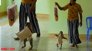 Adorable Monkey, Clever Kako Help Mom Take Pillow To Sleep On Hammock