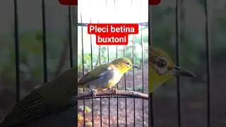 pleci betina buxtoni #plecigacor